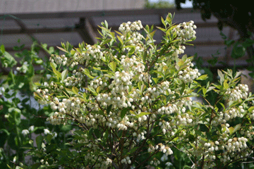 ブルーベリーの白い花