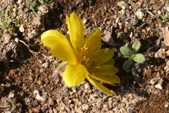 福寿草の黄色い花
