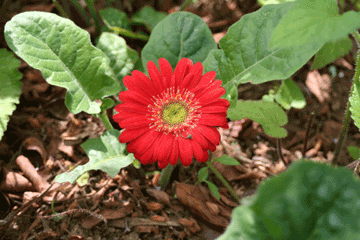ガーベラの赤い花