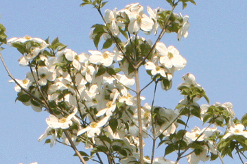 ハナミズキの花には白い花と赤い花
