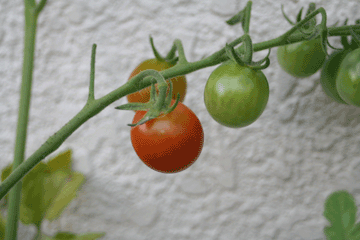 ミニトマトの赤い実