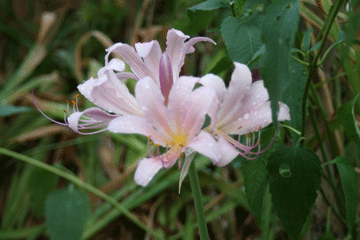 不思議な花リコリス