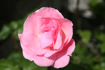 ピンクの八重咲きのバラ