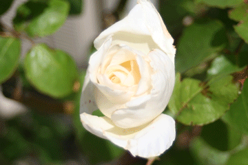 白の八重咲きのバラ