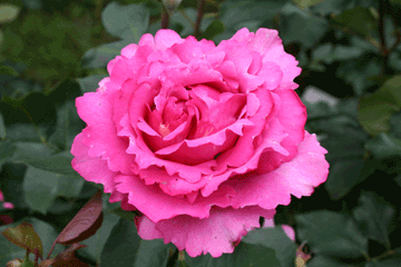 ピンクの大輪のバラ