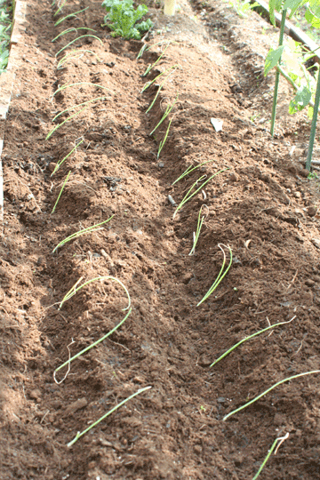 成長した玉葱（タマネギ）の苗の植付け