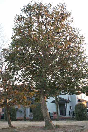 椿の大木